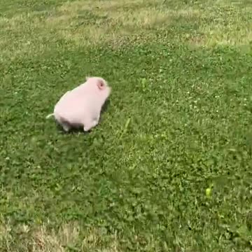 Fun piggy