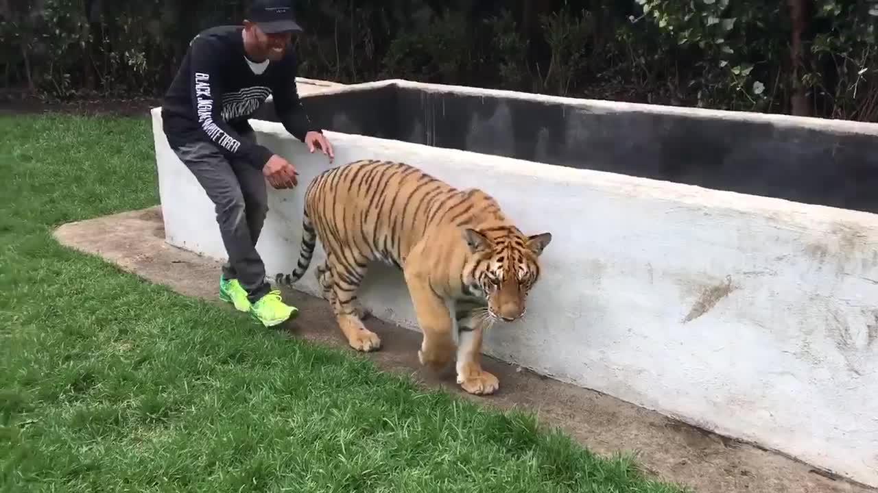 Lewis Hamilton scares the hell out of a tiger