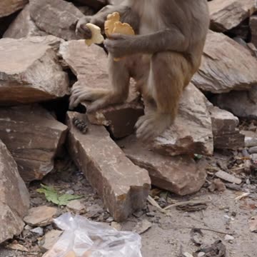 on a Rock Eating Cookies from a Plastic Bag
