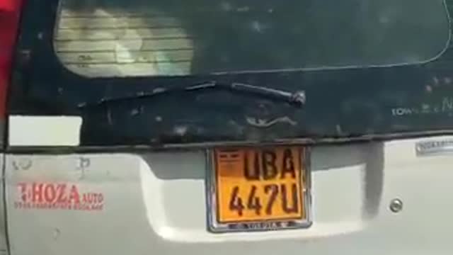 Goat riding on top of a car in Africa