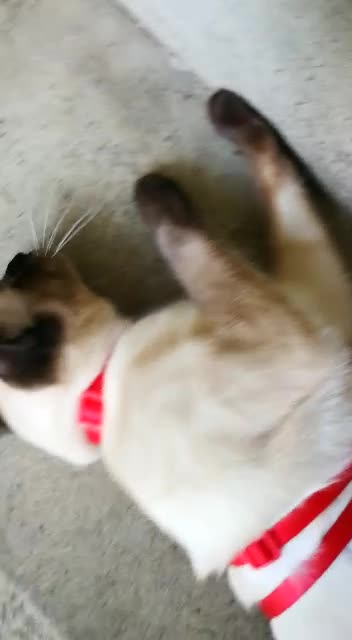 Rolling cat on the stairs