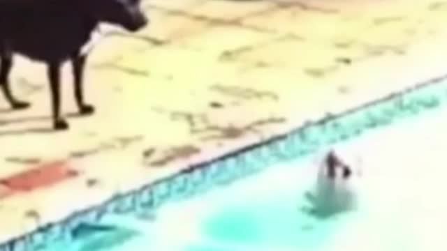 Adorable dog rescues puppy that fell in the pool