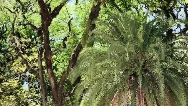 Farroupilha Park, Porto Alegre.