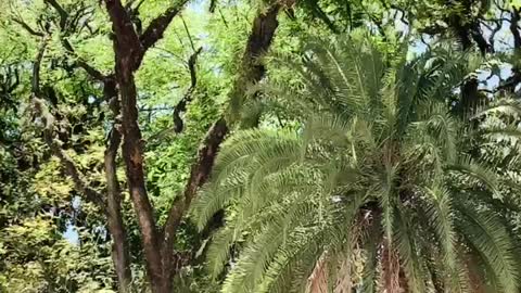 Farroupilha Park, Porto Alegre.