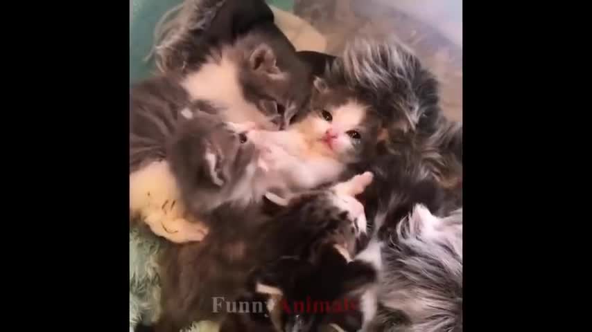 So many cute kittens videos compilation