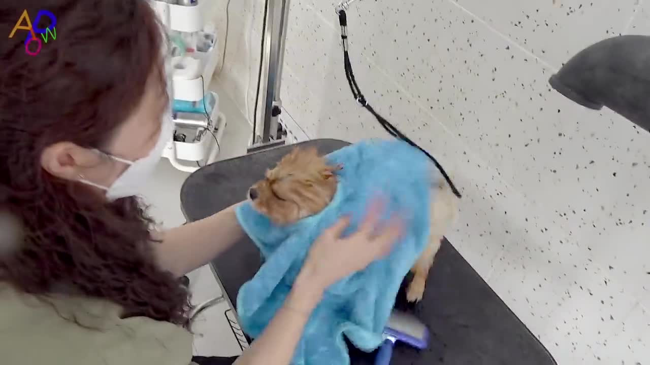 Process of Korean Dog Beautification