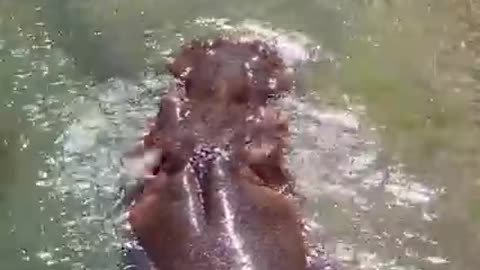 Slow-mo hippo ear wiggles are unexpectedly adorable! 🥰🥰🥰