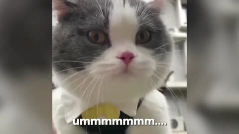 😂🤣😂🤣😂Very Funny Cat 🐈 🤣🤣