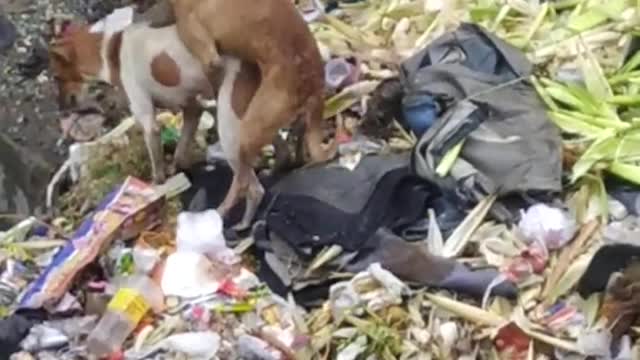 Street dog mating