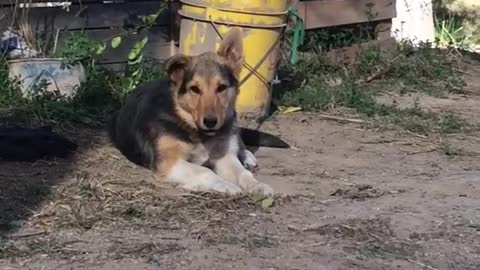 Brown dog sitting down barking at owner