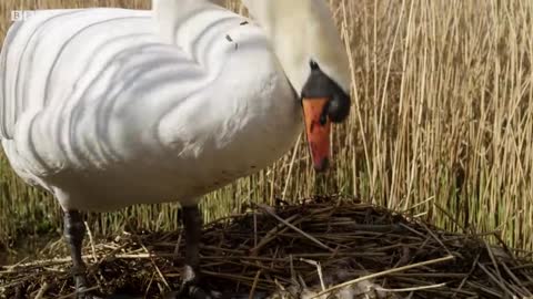 Nature's First Line of Defence | Attenborough's Wonder of Eggs | BBC Earth