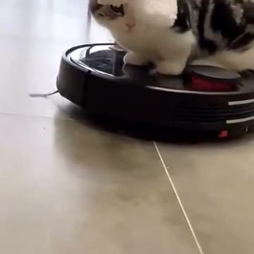 Cat and sweeping robot