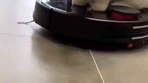 Cat and sweeping robot