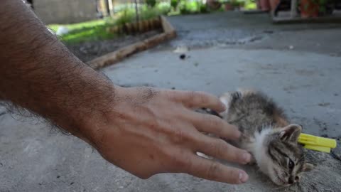 Cat helps owner with his putting game,ok