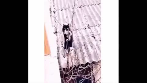 Newest cat and dog😂😂😂