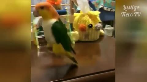 Parrot Is Dancing And Singing Funny Animals