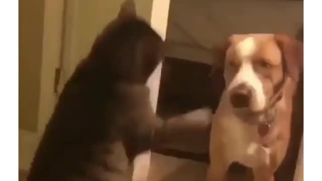 Hilarious cat slaps 2022 , Cats are weird Creatures Viral Funny video 🤣🤣