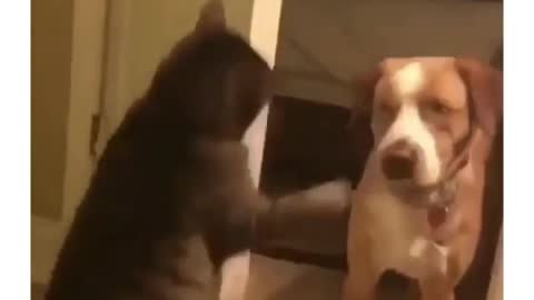 Hilarious cat slaps 2022 , Cats are weird Creatures Viral Funny video 🤣🤣