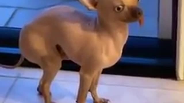 Ultimate Baby Dogs - Cute and Funny Dog Videos Compilation #Shorts