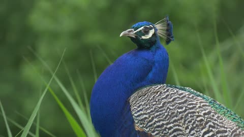 Blue peacock looking around