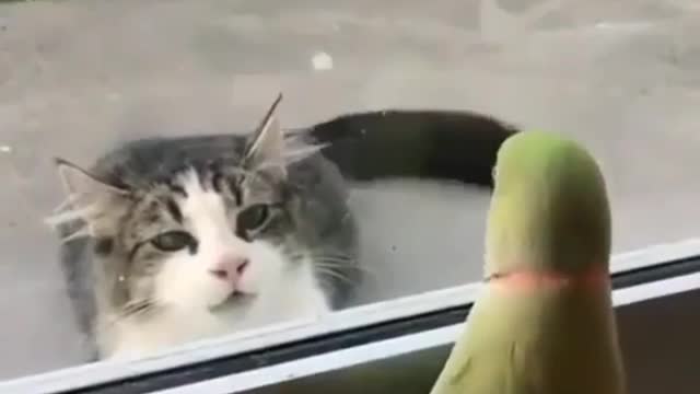 The budgie annoys the cat