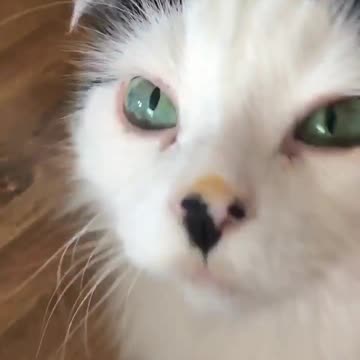 Grey And White Cat and