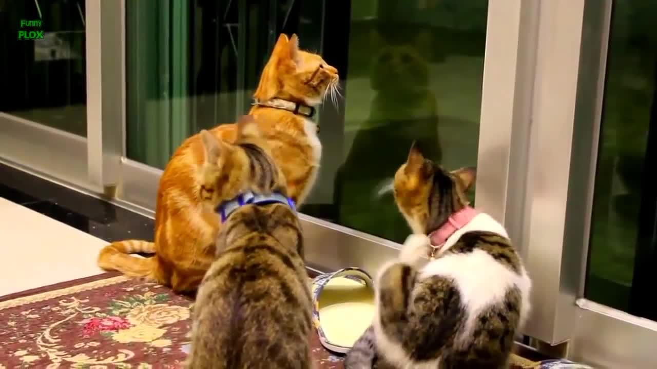 Funny Cats And Kittens Meowing Compilation series.