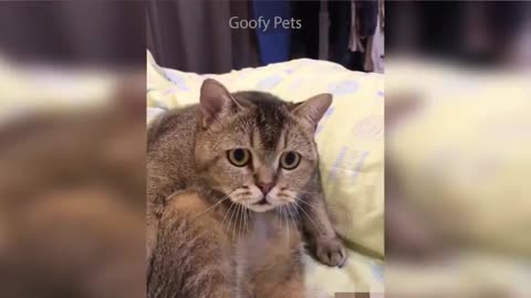 funny cat reaction on cake cutting!
