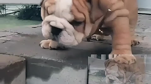 Little legs dare not get down