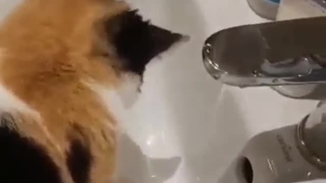 Nice shot of a cat washing his face, see what he does