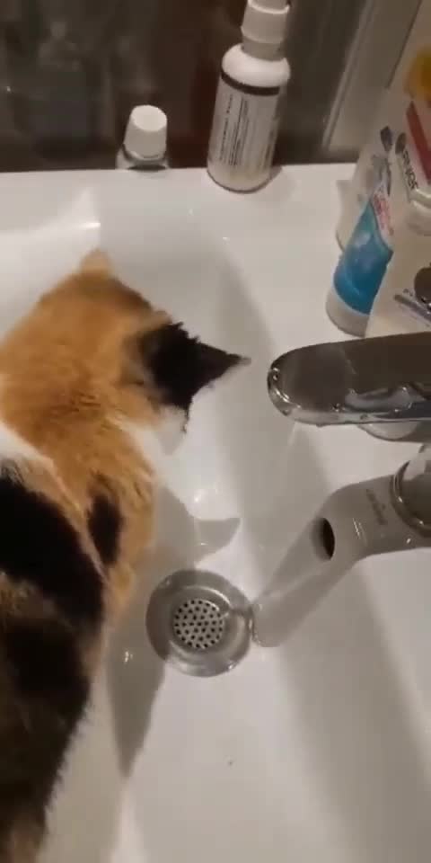 Nice shot of a cat washing his face, see what he does
