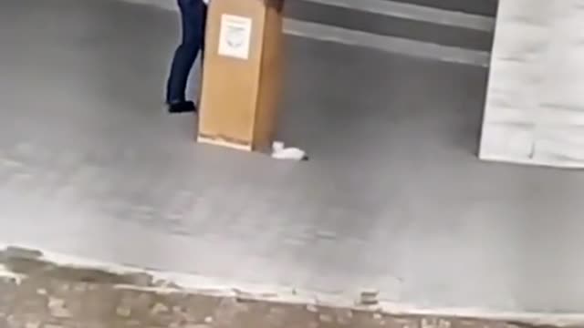 Try to catch me