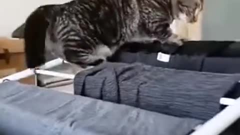 Cat funny video, viral video