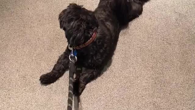 Black dog biting rope and rolling over