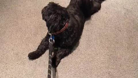 Black dog biting rope and rolling over