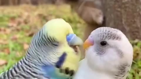 Bird and Dog love❤️❤️❤️❤️❤️