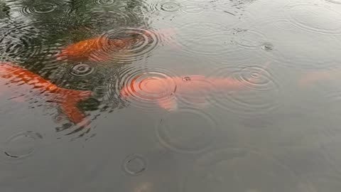 Fish in pond