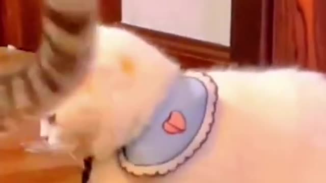 #cate cat#shorts
