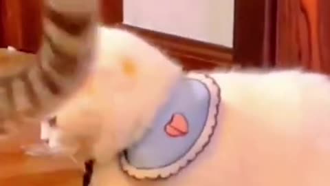 #cate cat#shorts