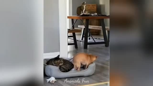 Lovely and funny animals