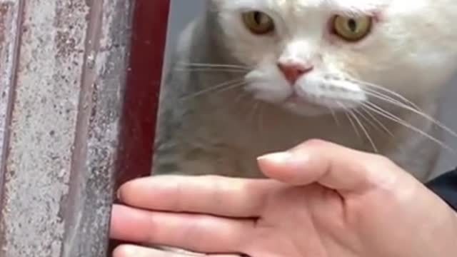 The cat's reaction stole my heart ๐ธ๐บ๐นโฅ๏ธ