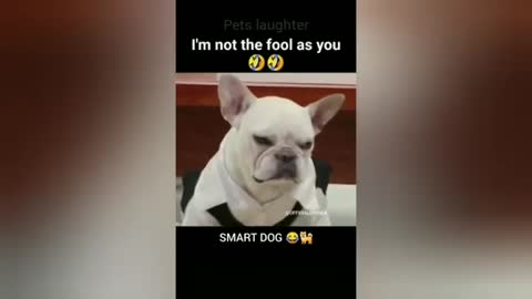 Cat Fart Into Microphone - Dog Fart Into Microphone