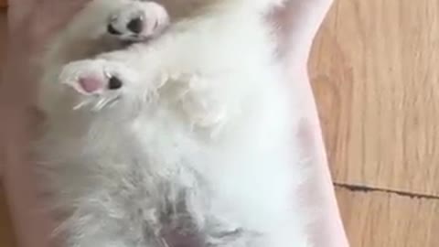 My lovely cute puppy very funny public video