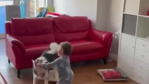 Cute Husky and toddler playing