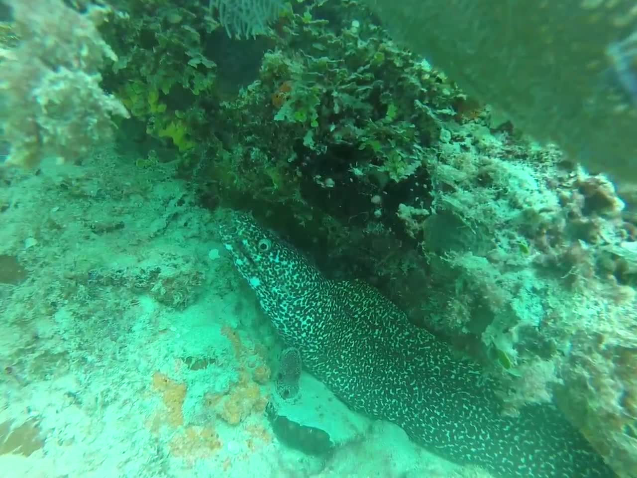 Diving in Bayahibe in the Dominican Republic in the Caribbean Sea