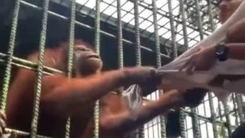 The simple gorilla was starving and just wanted to get some food from the human