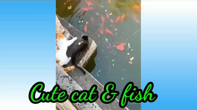 Cute cat & fish, YouTube