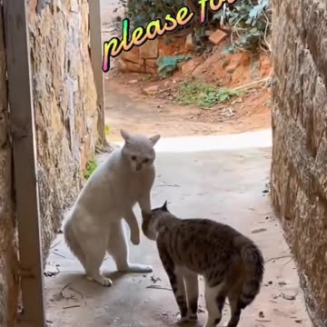 Fanny Cat Video