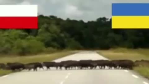Migrace z Ukrajiny do Polska