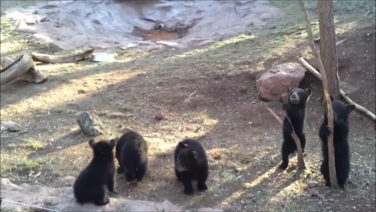 Baby Cubs Playing - cute Compilation